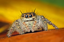 Phidippus princeps