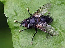 Phorocera assimilis (Tachinidae), Forêt de Soignes, Bruxelles (50778564002).jpg