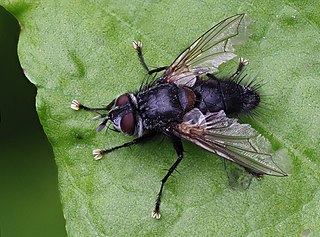 <i>Phorocera</i> Genus of flies