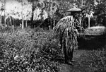 Thumbnail for File:Photographer Henry William Mobsby wearing camouflage ca. 1905 (24091907980).jpg