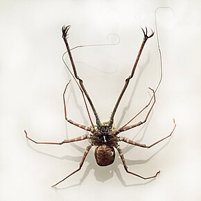 Descrição da imagem Phrynichus phipsoni (whip spider) .jpg.