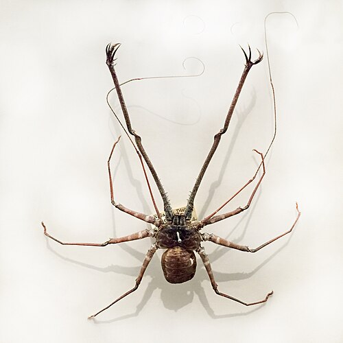 The whip spider Phrynichus phipsoni, with short chelicerae and large specialized pedipalps