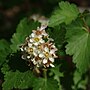 Thumbnail for Physocarpus monogynus