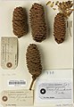 Picea schrenkiana cones and seeds (Western Kansu, China).jpg