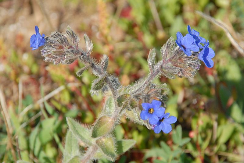 File:PikiWiki Israel 29407 Plants of Israel.JPG