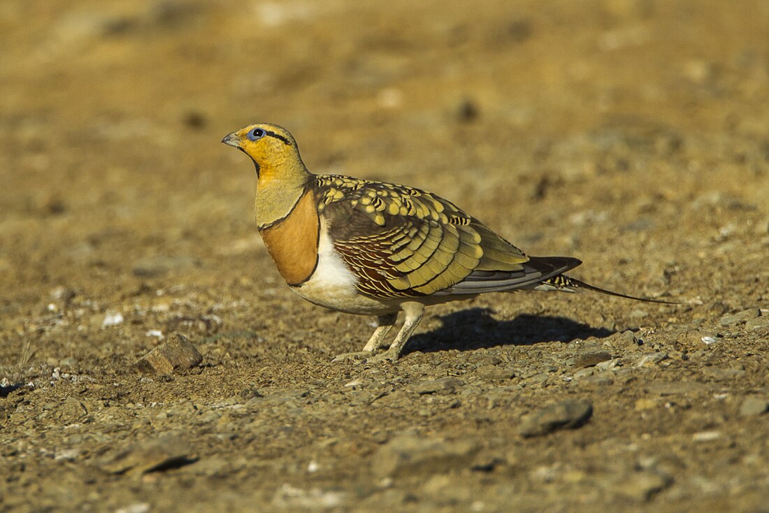 Pin-tailed sandgrouse