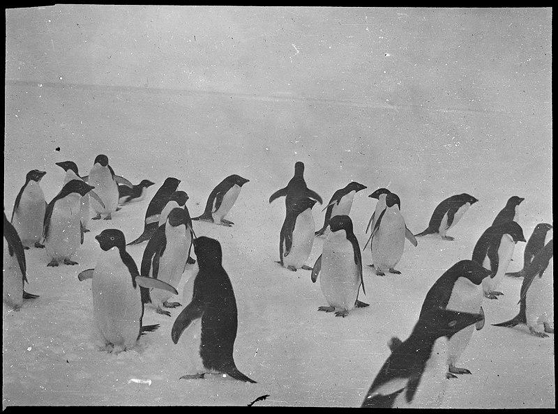 File:Pingviner i Antarktis Penguins in Antarctica, 1910-1912 (7635391900).jpg