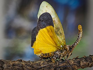 <i>Pyrops lathburii</i> Species of lanternflies