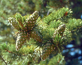 Foliage and cones in summer, Pike and San Isabel National Forests, south-central Colorado