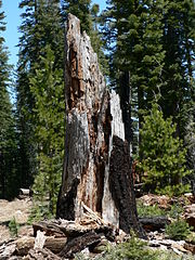 Snag, probably Sugar Pine