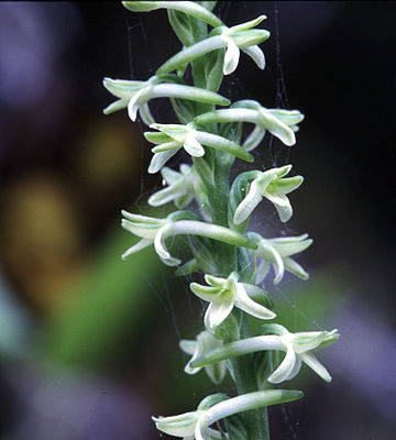 Platanthera transversa