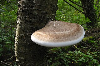 <i>Piptoporus</i> Genus of fungi
