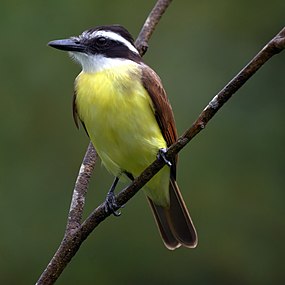 Tyran quiquivi (Pitangus sulphuratus).