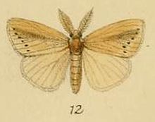 Pl.1-12-Laelia fracta Schaus & Clements ، 1893.JPG