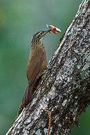 aves De Argentina