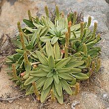 Plantago maritima v. juncoides3326.jpg