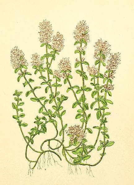 File:Plantenschat1898 284 137 Wilde thym.—Thymus serpyllum.jpg