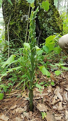 Platanthera Brevifolia.jpg