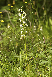 <i>Platanthera chlorantha</i> Species of orchid