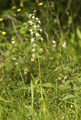 Platanthera chlorantha LC0225.jpg