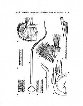 Phylo ornatus