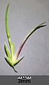 Spikelet