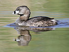 Pied-billed grebe Podilymbus-podiceps-001.jpg