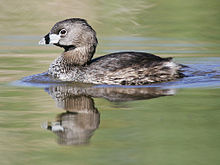Brown-and-grey bird swimming in water
