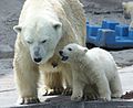 Niedźwiedzie polarne w zoo