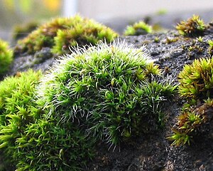 Cushion moss (Grimmia pulvinata)