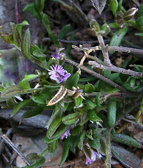 Beskrivelse av bildet Polygala rupestris subsp rupestris Mallola.JPG.