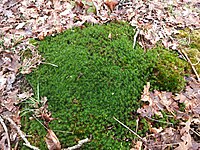 Butte de Polytrichum formosum.