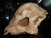 Skull of Prenocephale prenes Prenocephale prenes.JPG