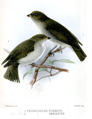 <span class="mw-page-title-main">Brown-backed flowerpecker</span> Species of bird