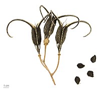 Proboscidea parviflora - Capsules et graines - Muséum d'histoire naturelle de Toulouse