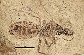 Fossil of the Oligocene ant Protazteca Bmnhp27347 p 1 high.jpg