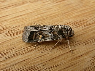 <i>Proteuxoa oxygona</i> Species of moth