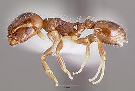 Рабочий Temnothorax americanus