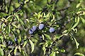 Prunus spinosa fruit