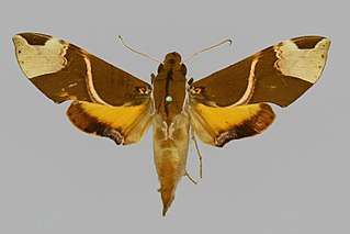 <i>Pseudoangonyx</i> Genus of moths
