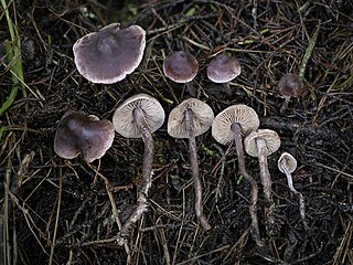 <i>Pseudobaeospora</i> Genus of fungi