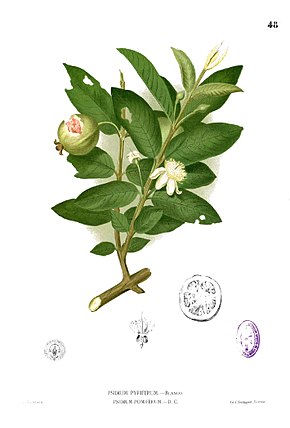 Beskrivelse af billedet Psidium guajava Blanco1.48.jpg.