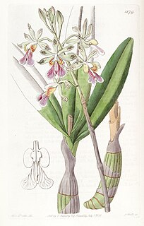<i>Psychilis</i> Genus of orchids