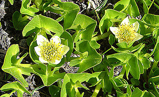 <i>Caltha sagittata</i> Species of flowering plant