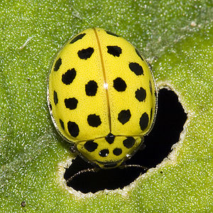 Coccinelle à vingt-deux points (Psyllobora vigintiduopunctata)