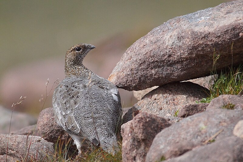 File:Ptarmigan (summer plumage) 2.jpg