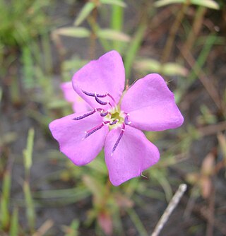 <i>Pterolepis</i> (plant) Genus of flowering plant in the family Melastomataceae