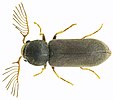 Ptilinus pectinicornis up.jpg