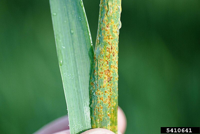 File:Puccinia recondita (124).jpg