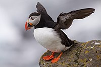 Atlantic puffin (Fratercula arctica)